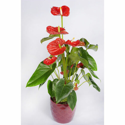 Anthurium + Cache Pot