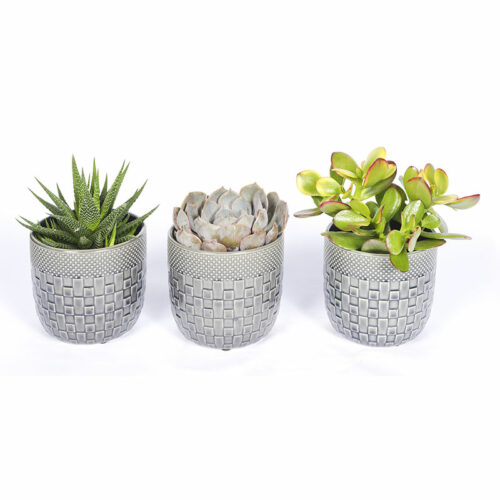 Cactus / Succulentes