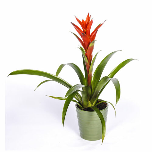 Guzmania