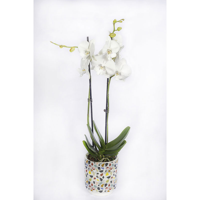 Orchidée + Cache Pot