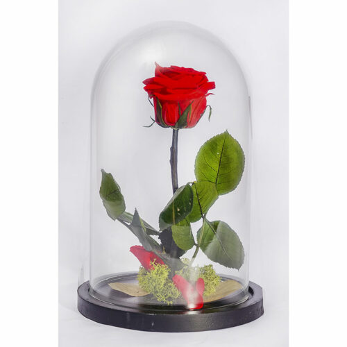 Rose éternelle (sous cloche)