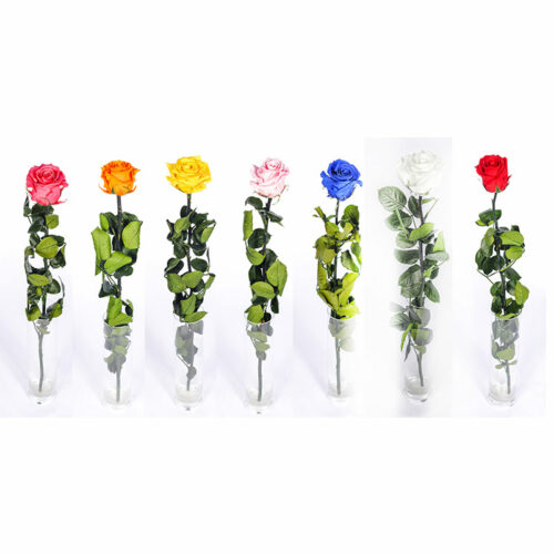 Rose éternelle (rose à tige)