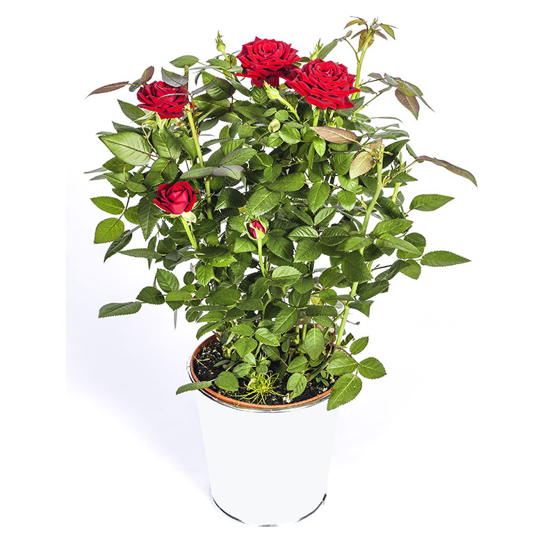 Rosier + Cache pot